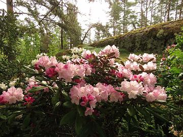 IMG_5168_Crete_1024px Rhododendron 'Crete'
