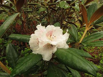 IMG_5173_Hydon_Velvet_1024px Rhododendron 'Hydon Velvet'