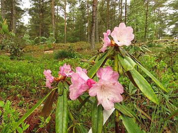 IMG_5177_degronianum_var_hondoense_ARS_416-03_1024px Rhododendron degronianum var. hondoense
