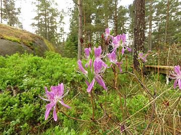 IMG_5179_canadense_ex_Oskun_korea_1024px Rhododendron canadense