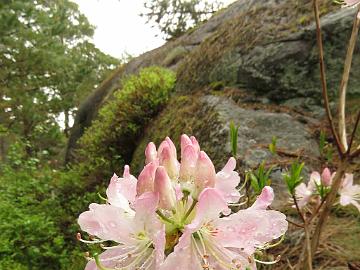 IMG_5183_vaseyi_1024px Rhododendron vaseyi