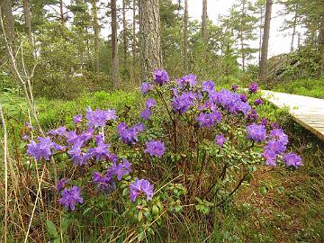 IMG_5184_Blaufeder_1024px Rhododendron 'Blaufeder'