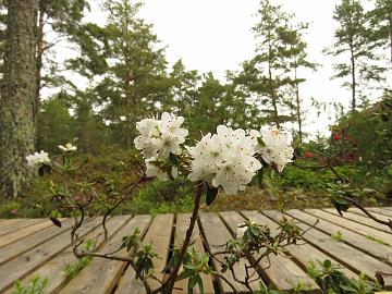 IMG_5188_Schneeflockchen_1024px Rhododendron 'Brehmer's Schneeflöckchen'