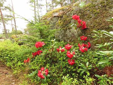 IMG_5189_Django_1024px Rhododendron 'Django'