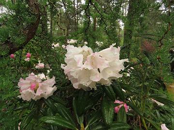 IMG_5230_King's_Ride_1024px Rhododendron 'King's Ride'