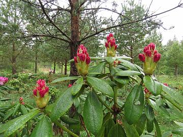 IMG_5245_PekkKenJ-01_Stina_1024px Rhododendron 'Stina' ('Pekka' x 'Ken Janeck'), a cross by Kristian Theqvist