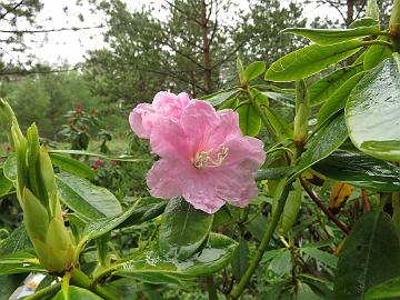 IMG_5248_HaagCamp-01_Ritva_1024px Rhododendron 'Ritva' ('Haaga' x campanulatum ), a cross by Kristian Theqvist