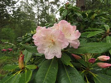 IMG_5252_HeluBlueB-06_1024px Rhododendron HeluBlueB-06 ('Helsinki University' x 'Blue Bell'), a cross by Kristian Theqvist