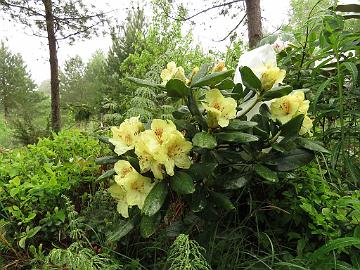 IMG_5253_Kristian's_Sunshine_1024px Rhododendron 'Kristian's Sunlight' ('Kullervo' x 'Goldprinz'), a cross by Kristian Theqvist