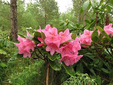 IMG_5256_HeluBohm-04_Helsinki_University_x_Bohmen_1024px Rhododendron HeluBöhm-04 ('Helsinki University' x 'Böhmen'), a cross by Kristian Theqvist