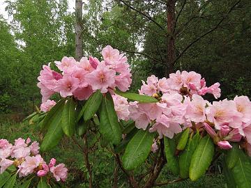 IMG_5259_Helsinki_University_x_fortunei_Kew_Jussi_HeluFort-04_1024px Rhododendron HeluFort-04 ('Helsinki University' x fortunei ), a cross by Jussi Lähteenmäki