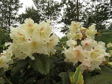 IMG_5264_PMAKuu-01_Kristian's_Moonlight_1024px Rhododendron 'Kristian's Moonlight' ('P.M.A. Tigerstedt' x 'Alli'), a cross by Kristian Theqvist