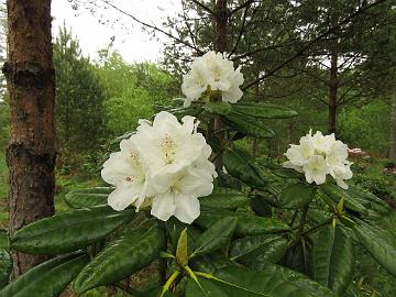 IMG_5265_Kullervo_x_Dagmar_KullDagm-01_1024px Rhododendron KullDagm-01 ('Kullervo' x 'Dagmar'), a cross by Kristian Theqvist