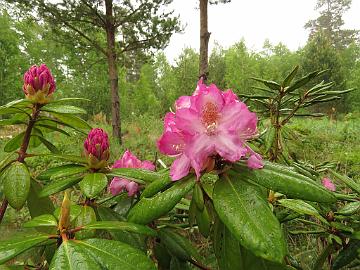 IMG_5268_ElvBlueB-06_Elviirai_x_Blue_Bell_1024px Rhododendron ElvBlueB-06 ('Elviira' x 'Blue Bell'), a cross by Kristian Theqvist