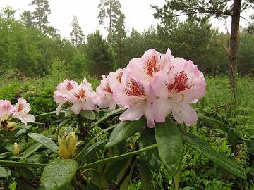 IMG_5270_Mikkeli_x_BlueBell_MikkBlueB-09_1024px Rhododendron MikkBlueB-09 ('Mikkeli' x 'Blue Bell'), a cross by Kristian Theqvist