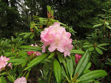 IMG_5278_PMA_x_makinoi_01_1024px Rhododendron PMAMak-01 ('P.M.A. Tigerstedt' x makinoi ), a cross by Kristian Theqvist