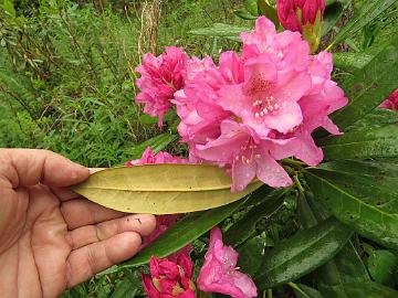 IMG_5288_Mikkeli_x_Kalinka_03_1024px Rhododendron MikkKal-03 ('Mikkeli' x 'Kalinka'), a cross by Kristian Theqvist