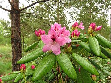 IMG_5290_Pekka_x_Edeltraud_02_1024px Rhododendron PekkEdel-02 ('Pekka' x 'Edeltraud'), a cross by Kristian Theqvist