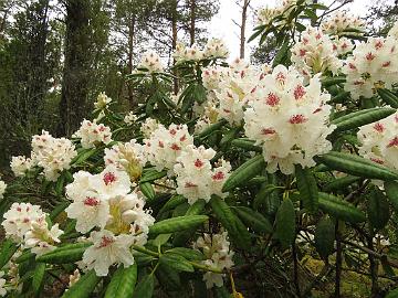 IMG_5300_PMA_1024px Rhododendron 'P.M.A. Tigerstedt'