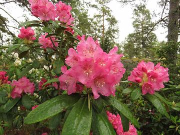 IMG_5302_Marketta_1024px Rhododendron 'Marketta'