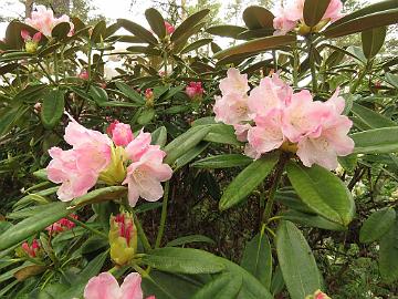 IMG_5306_Kullervo_1024px Rhododendron 'Kullervo'