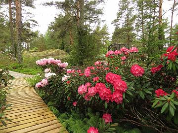 IMG_5307_Fantastica_and_other_yakus_1024px Rhododendron 'Fantastica' and other Yaku hybrids