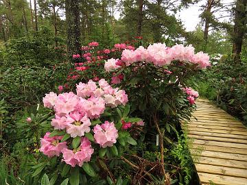 IMG_5310_Pink_Parasol_1024px Rhododendron 'Pink Parasol'