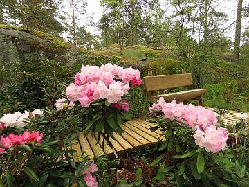 IMG_5318_Pink_Parasol_1024px Rhododendron 'Pink Parasol'
