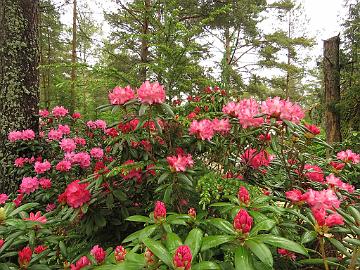 IMG_5319_Kalinka_Fantastica_Emmanuel_1024px Rhododendron 'Kalinka', 'Fantastica' and Emanuela'