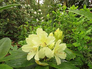 IMG_5320_Capistrano_1024px Rhododendron 'Capistrano'