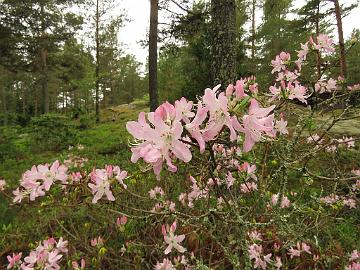 IMG_5321_vaseyi_1024px Rhododendron vaseyi