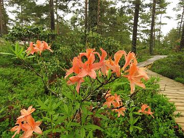 IMG_5324_Spicy_Lights_1024px Rhododendron 'Spicy Lights'