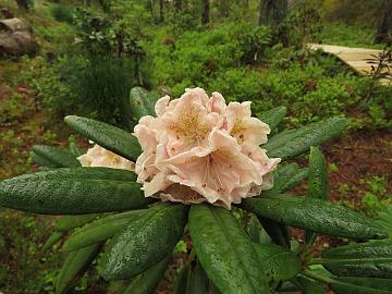IMG_5325_caucasicum_1024px Rhododendron caucasicum