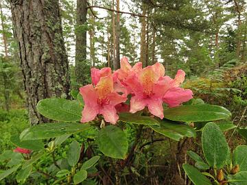 IMG_5331_Brasilia_1024px Rhododendron 'Brasilia'