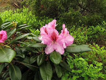 IMG_5333_Diadem_1024px Rhododendron 'Hachmann's Diadem'