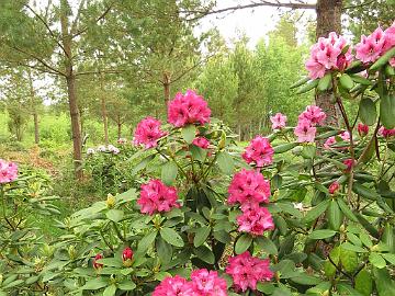 IMG_5362_PekkEdel-06_Pekka_x_Edeltraud_1024px Rhododendron PekkEdel-06 ('Pekka' x 'Edeltraud'), a cross by Kristian Theqvist