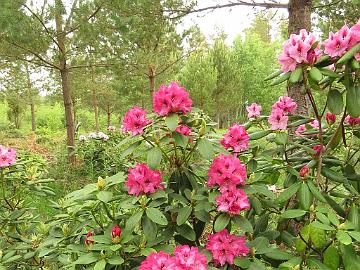 IMG_5362_PekkEdel-06_Pekka_x_Edeltraud_1024px Rhododendron PekkEdel-06 ('Pekka' x 'Edeltraud'), a cross by Kristian Theqvist