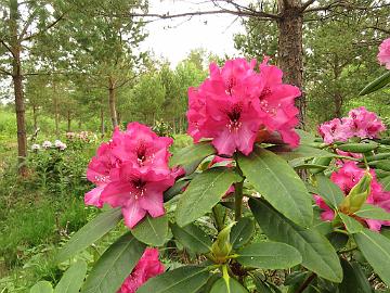 IMG_5363_PekkEdel-06_Pekka_x_Edeltraud_1024px Rhododendron PekkEdel-06 ('Pekka' x 'Edeltraud'), a cross by Kristian Theqvist