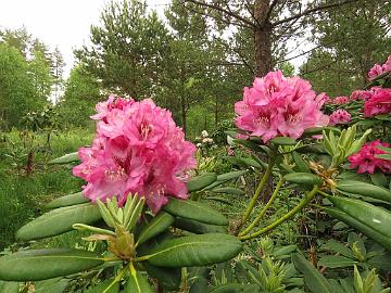 IMG_5368_PekkEdel-05_Pekka_x_Edeltraud_1024px Rhododendron PekkEdel-05 ('Pekka' x 'Edeltraud'), a cross by Kristian Theqvist