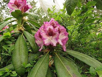 IMG_5370_PMABlueB-02_PMA_x_Blue_Bell_02_1024px Rhododendron PMABlueB-02 ('P.M.A. Tigerstedt' x 'Blue Bell'), a cross by Kristian Theqvist