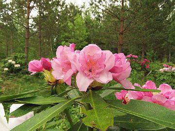 IMG_5376_HeluKenJ-02_Helsinki_University_x_Ken_Janeck_1024px Rhododendron 'Kyllikki' ('Helsinki University' x 'Ken Janeck'), a cross by Kristian Theqvist