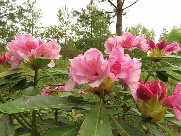 IMG_5379_HeluKenJ-02_Helsinki_University_x_Ken_Janeck_1024px Rhododendron 'Kyllikki' ('Helsinki University' x 'Ken Janeck'), a cross by Kristian Theqvist