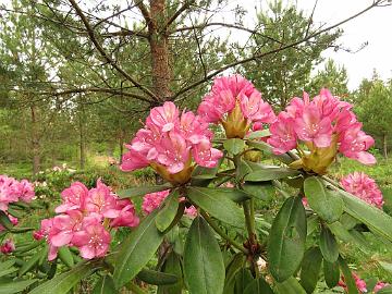 IMG_5391_Stina_PekkKenJ-01_1024px Rhododendron 'Stina' ('Pekka' x 'Ken Janeck'), a cross by Kristian Theqvist