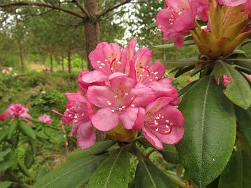 IMG_5395_Stina_PekkKenJ-01_truss_1024px Rhododendron 'Stina' ('Pekka' x 'Ken Janeck'), a cross by Kristian Theqvist