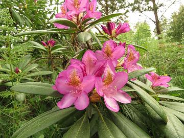 IMG_5398_HeluBlueB-01_Becca_1024px Rhododendron 'Becca' ('Helsinki University' x 'Blue Bell'), a cross by Kristian Theqvist