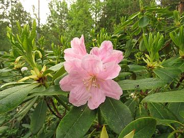 IMG_5421_Ritva_Haaga_x_campanulatum_HaagCamp-01_1024px Rhododendron 'Ritva' ('Haaga' x campanulatum ), a cross by Kristian Theqvist