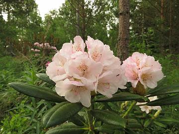 IMG_5425_MikkKal-04_Mikkeli_x_Kalinka_1024px Rhododendron MikkKal-04 ('Mikkeli' x 'Kalinka'), a cross by Kristian Theqvist