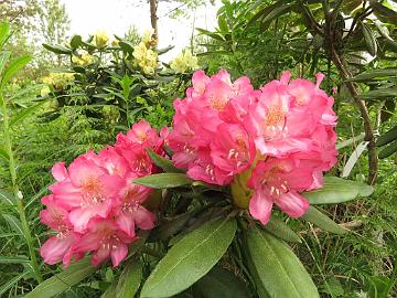IMG_5430_MikkKal-01_Mikkeli_x_Kalinka_1024px Rhododendron MikkKal-01 ('Mikkeli' x 'Kalinka'), a cross by Kristian Theqvist