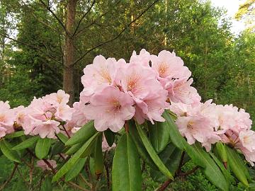 IMG_5433_Helsinki_University_x_fortunei_Kew_Jussi_HeluFort-04 Rhododendron HeluFort-04 ('Helsinki University' x fortunei ), a cross by Jussi Lähteenmäki