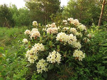 IMG_5438_PMAKuu-01_Kristian's_Moonlight_1024px Rhododendron 'Kristian's Moonlight' ('P.M.A. Tigerstedt' x 'Alli'), a cross by Kristian Theqvist